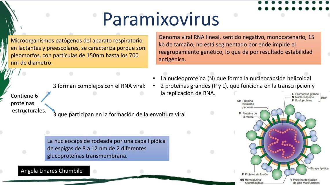 Paramixovirus 