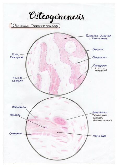 Osteogénesis