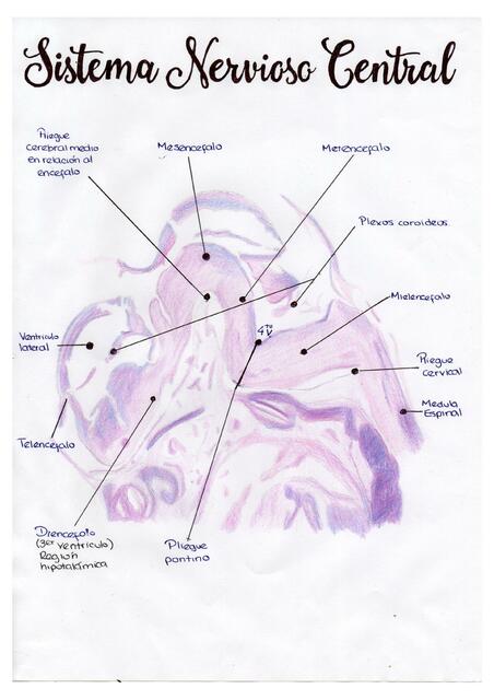 Sistema nervioso central 