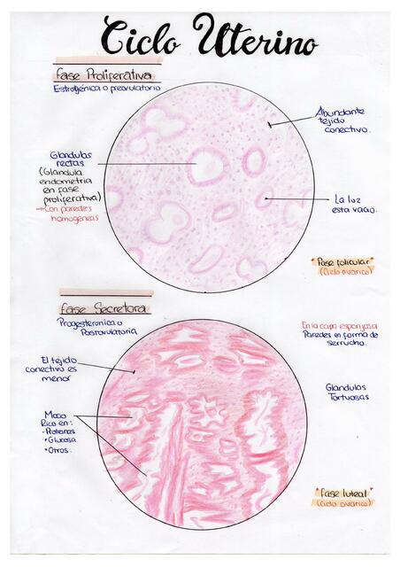 Ciclo Uterino