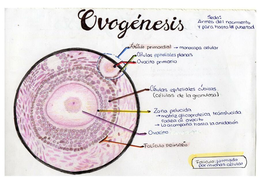 Gametogénesis