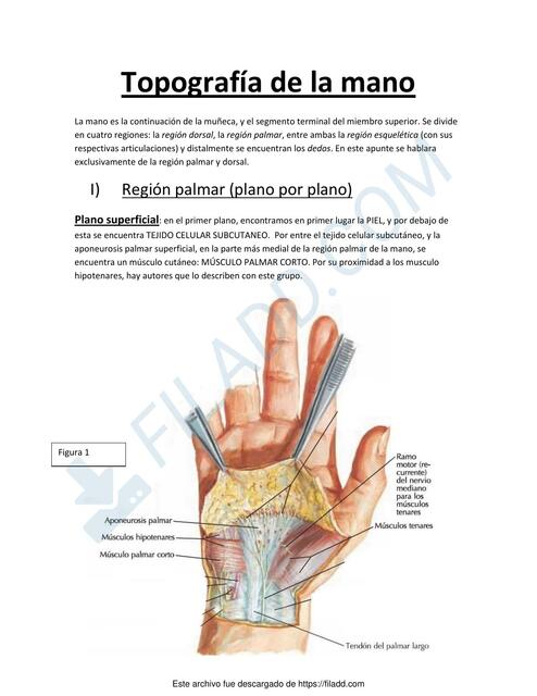 Topografía de la Mano