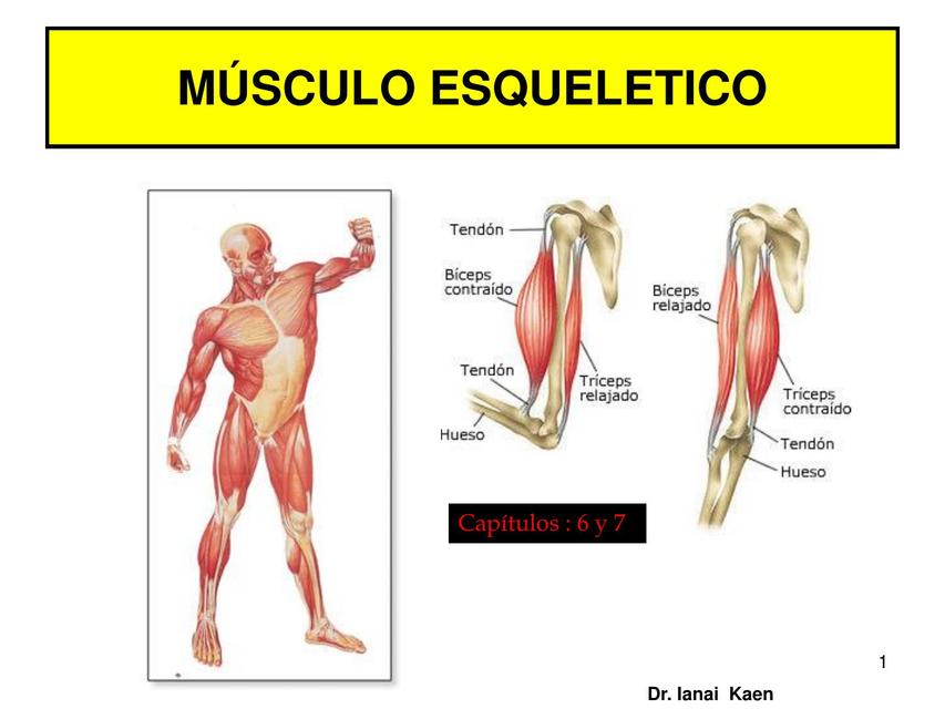 Musculo esquelético 