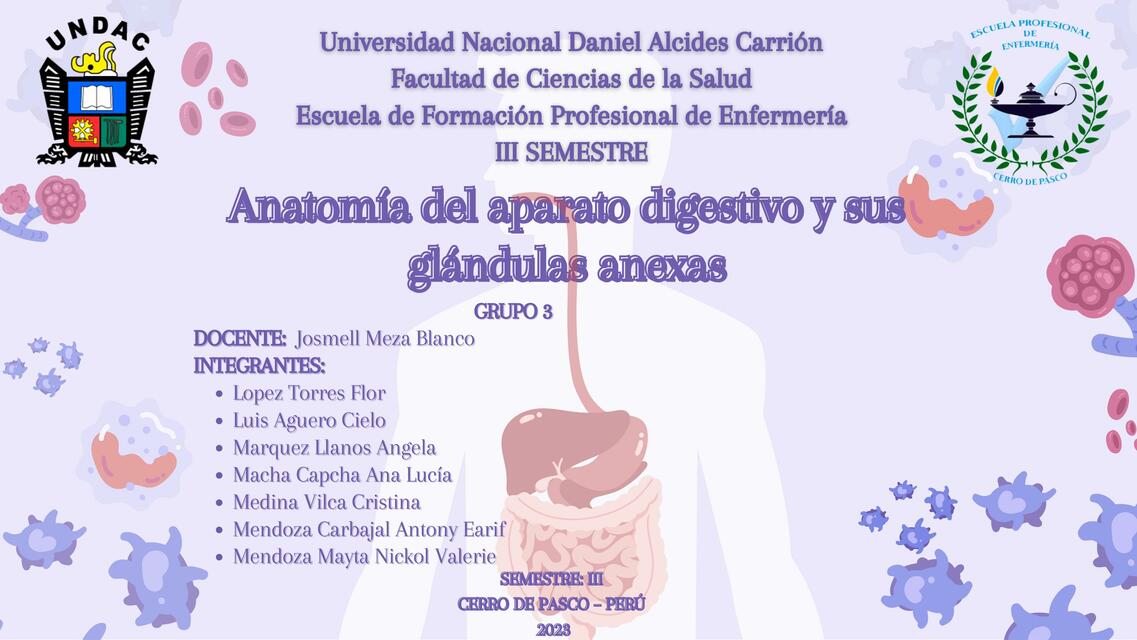 Anatomía del aparato digestivo y sus glándulas anexas