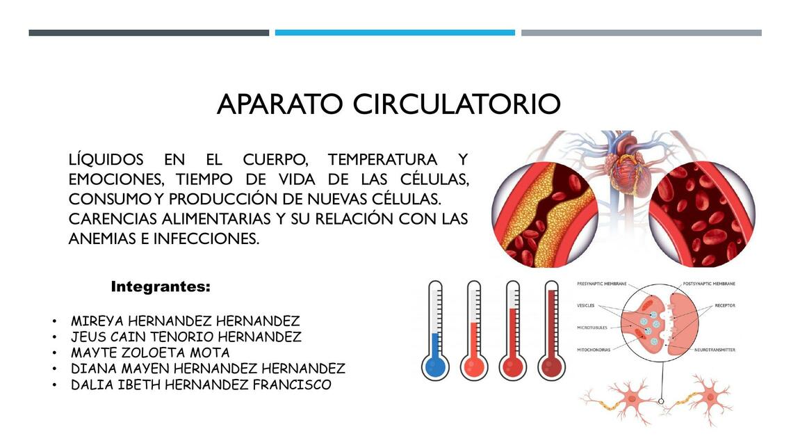 Aparato Circulatorio