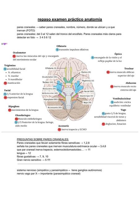 Repaso Examen Práctico Anatomía