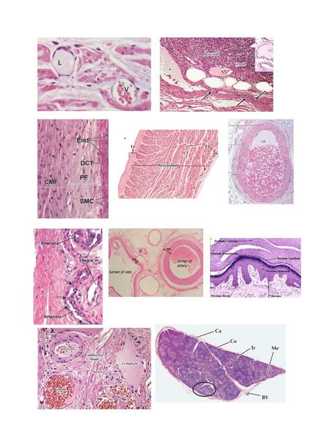 Histología