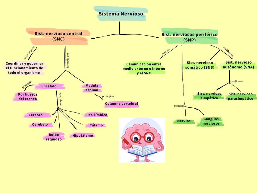 Sistema Nervioso