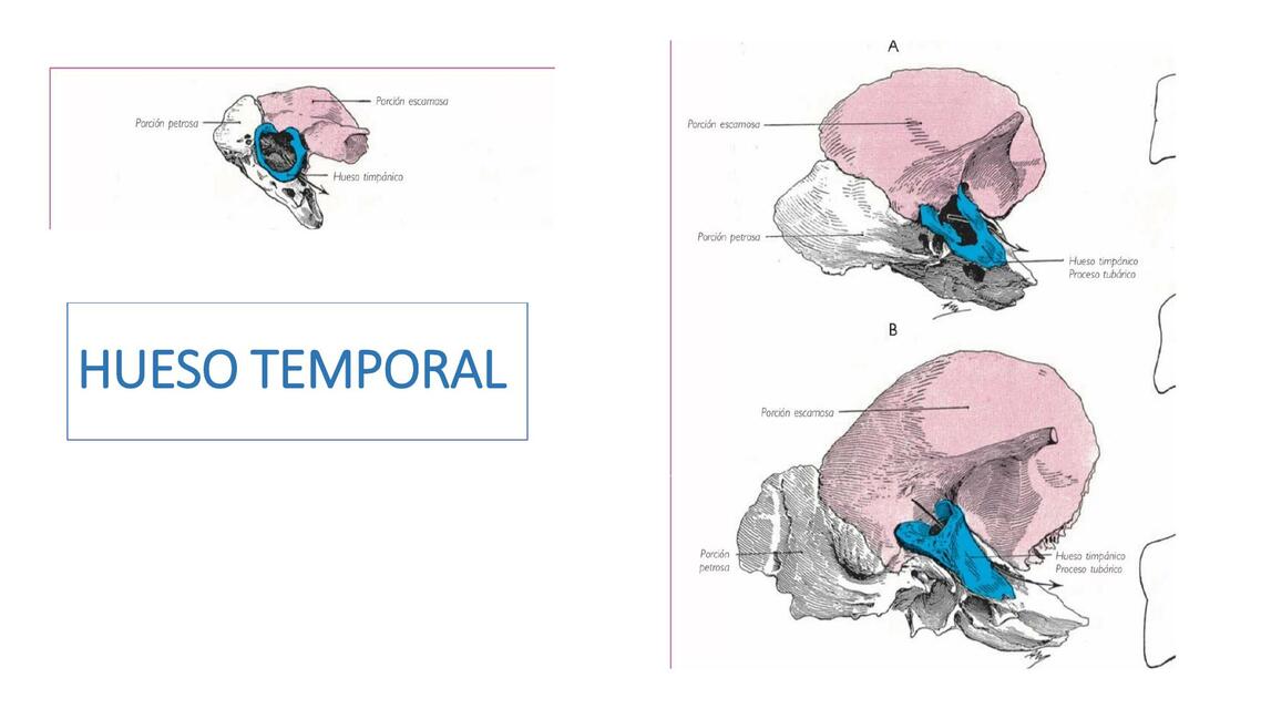 Hueso temporal