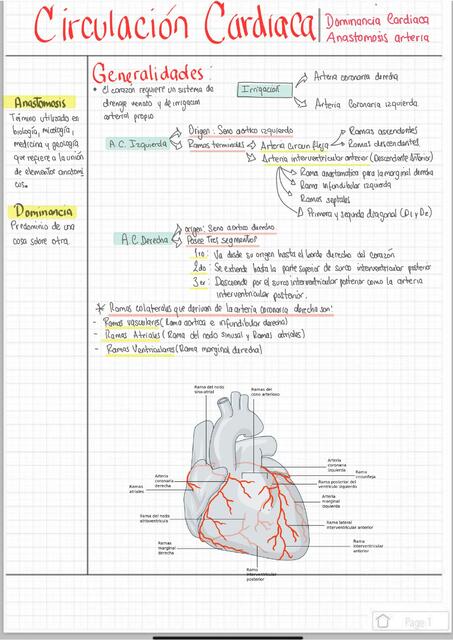 Dominancia cardiaca y anastomosis