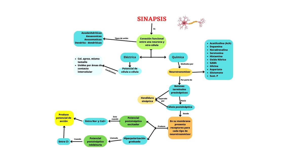 Sinapsis  