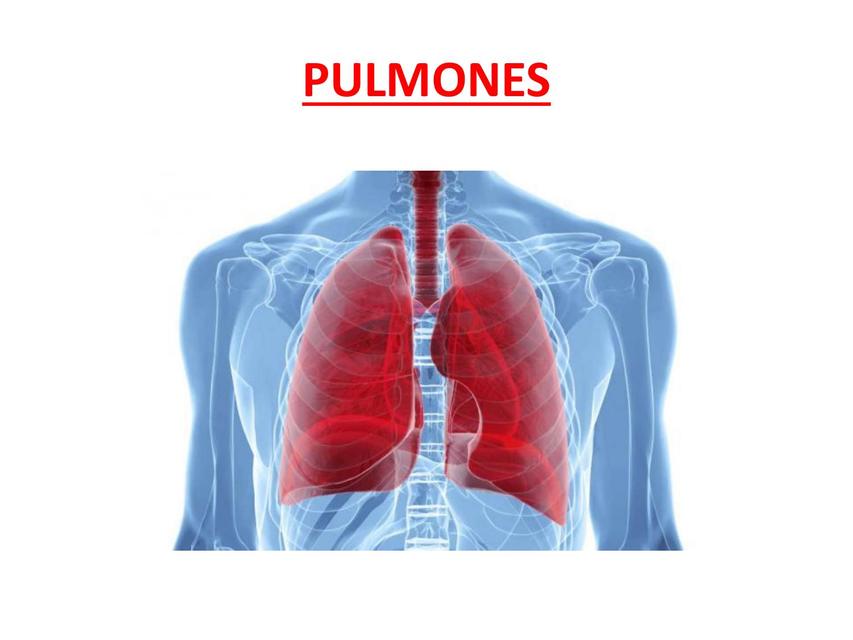 Pulmones 