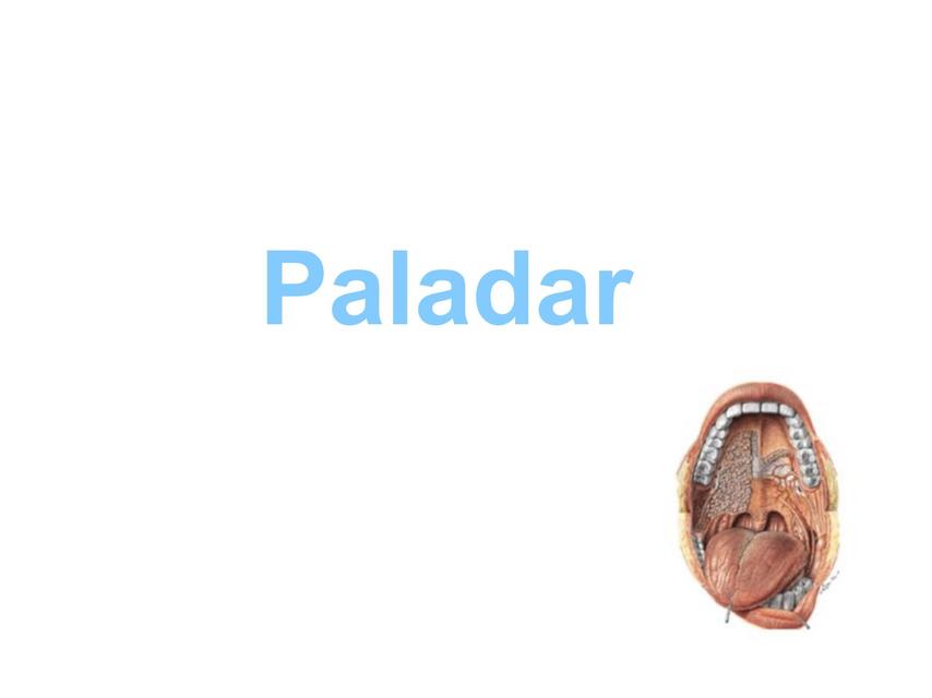 Paladar 