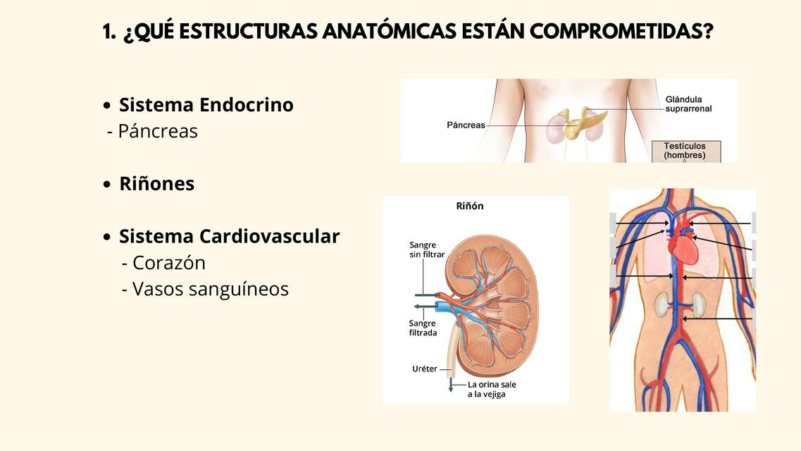 Estructuras Anatómicas 