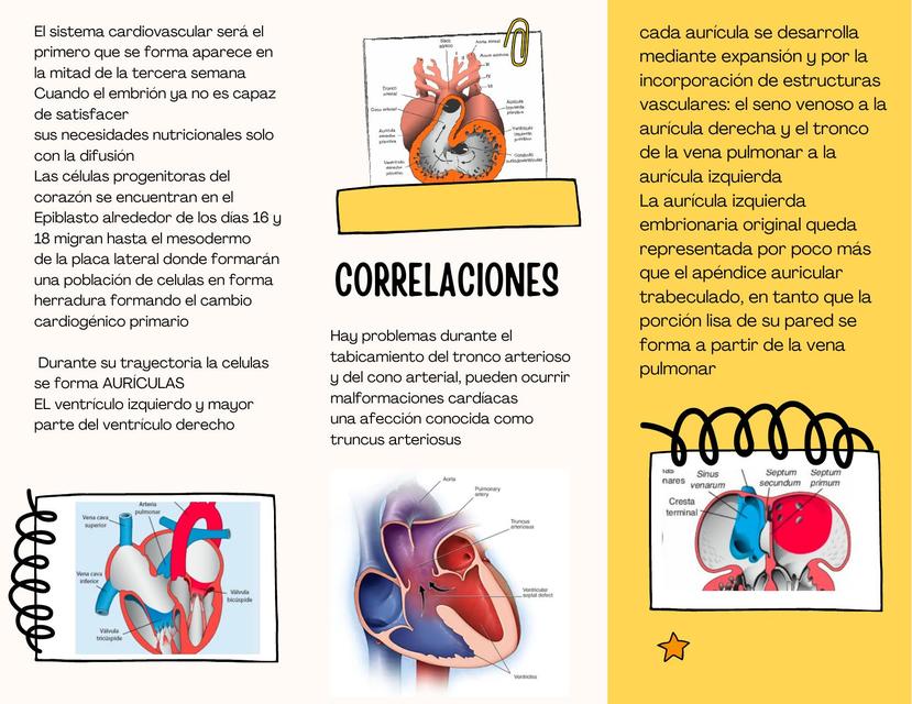 Sistema cardiovascular   