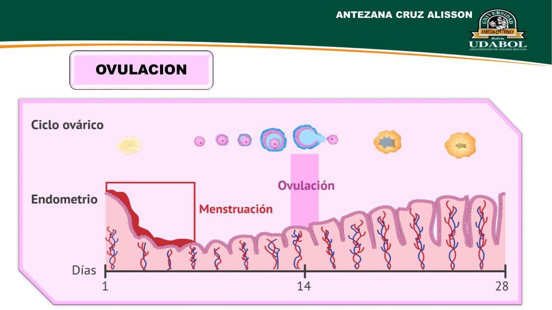 Ovulación  