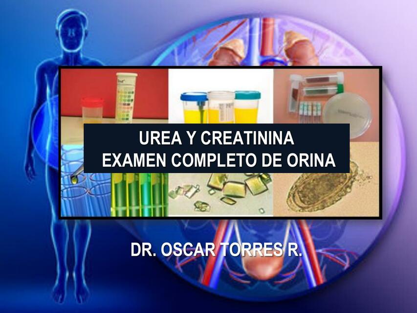 Urea y Creatinina- Examen Completo de Orina 