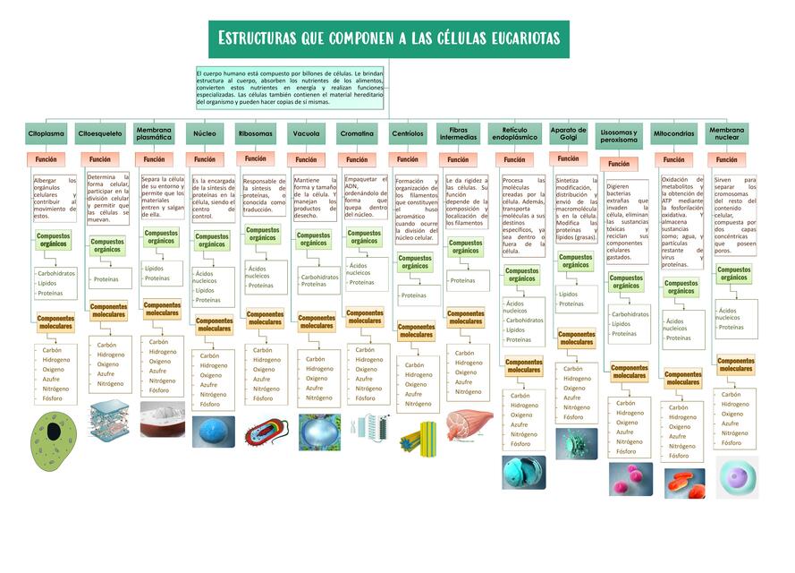 Estructuras que componen a las células eucariotas