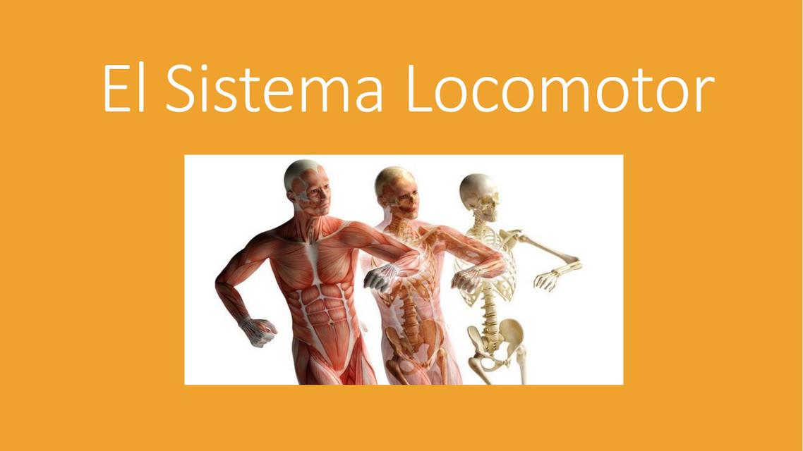 El Sistema Locomotor 