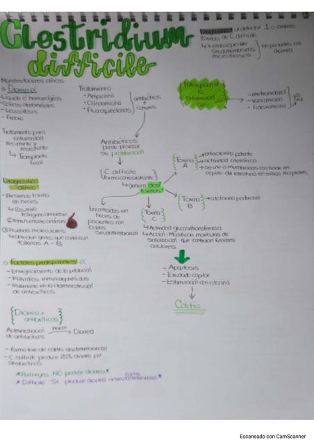 Clostridium difficile  