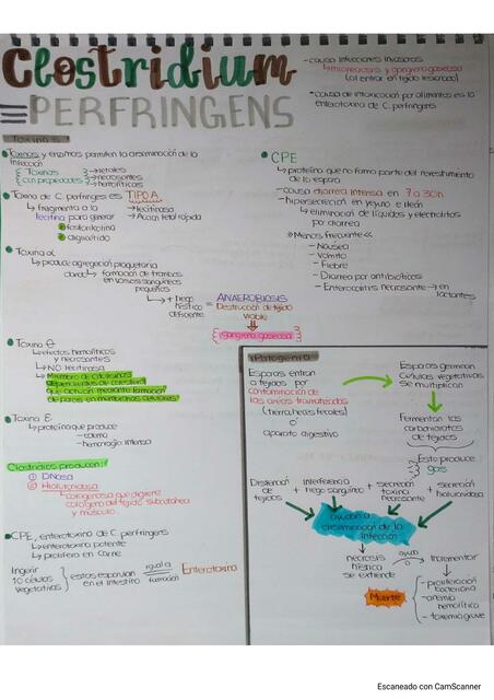 Clostridium Perfingens 