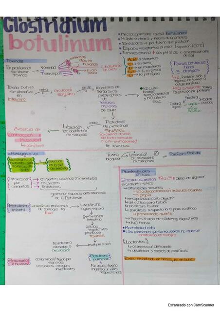 Clostridium Botulinum