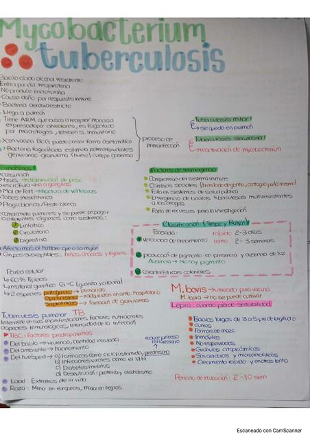 Mycobacterium Tuberculosis 