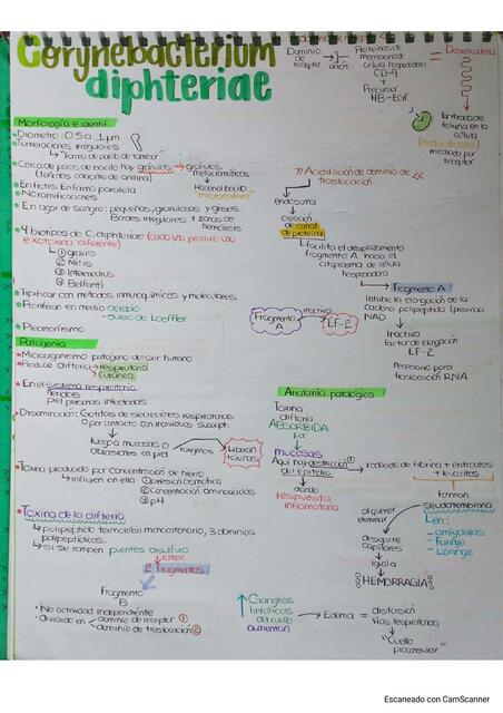 Corynebacterium Diphteriae 