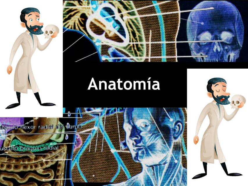 Clasificación de la Anatomía -Términos de Relación 