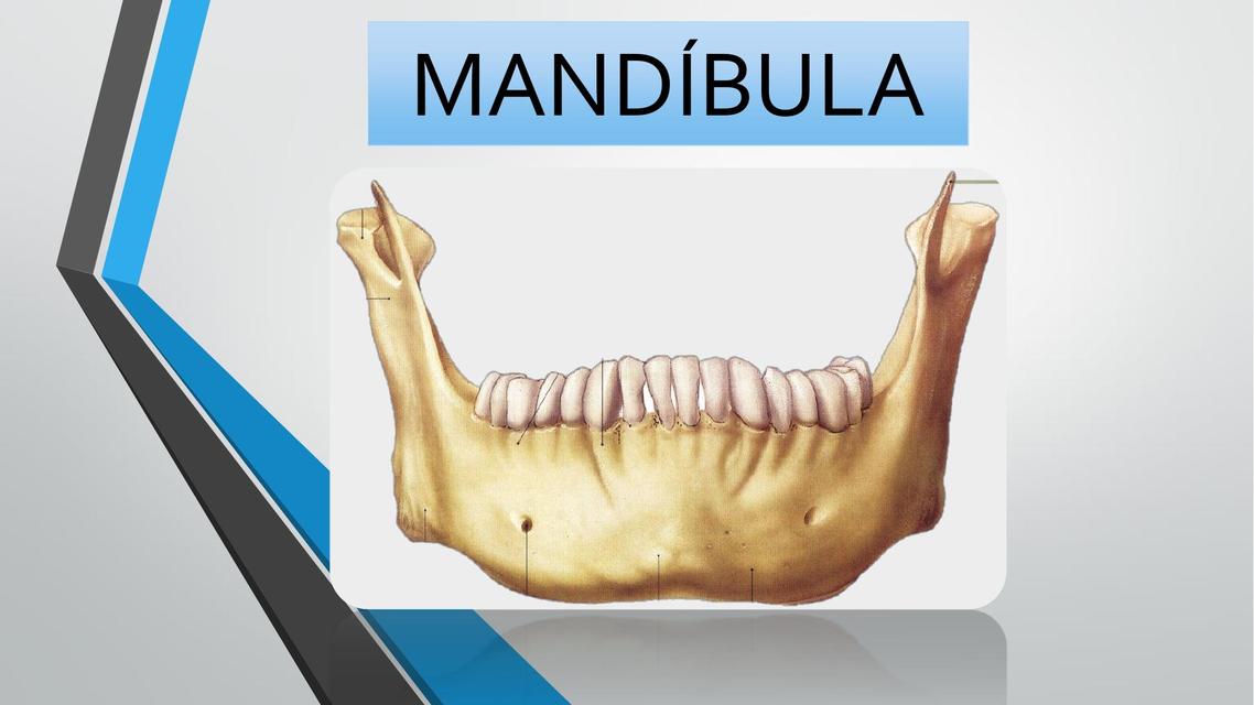 Mandíbula 