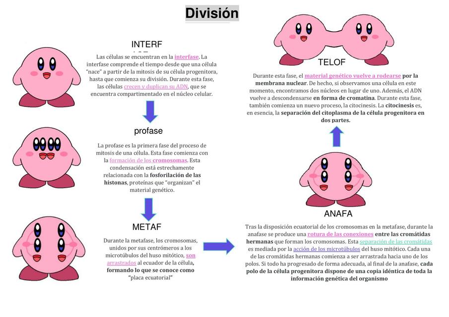 División Celular | . | uDocz