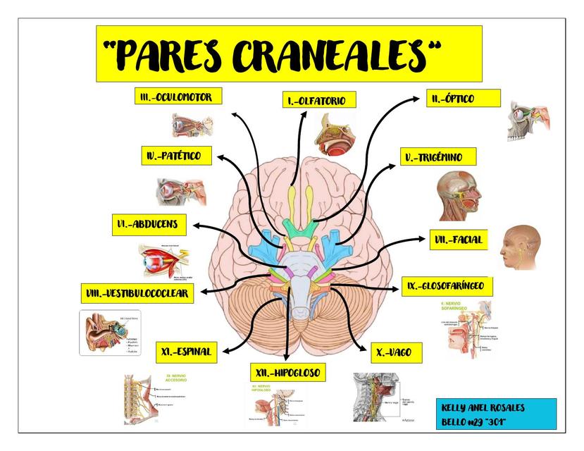 Pares Craneales 