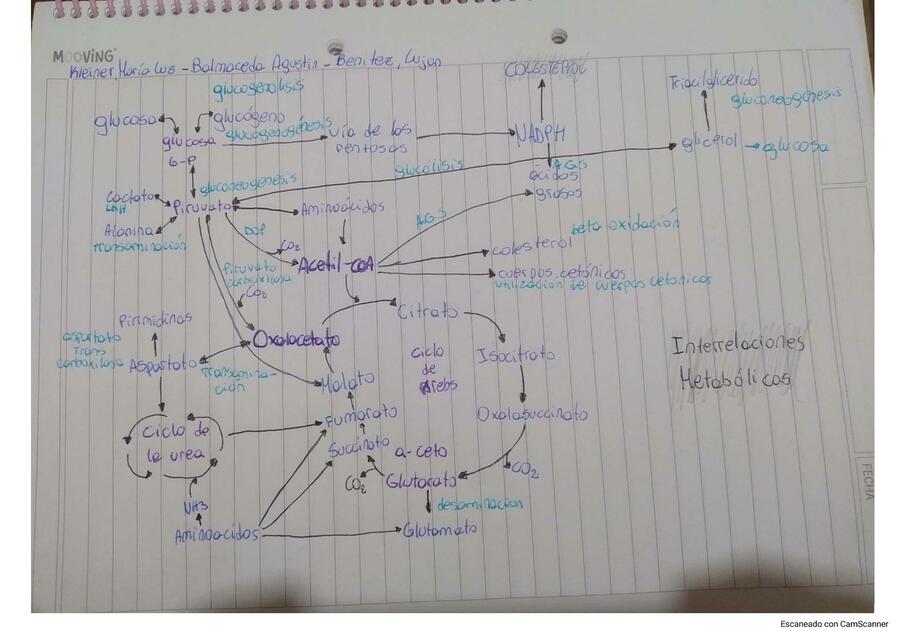 Interrelaciones metabólicas 