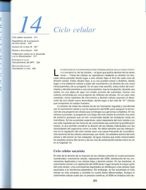 Ciclo Celular 