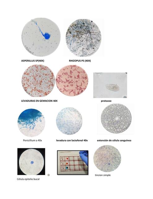Fotos microscópicas