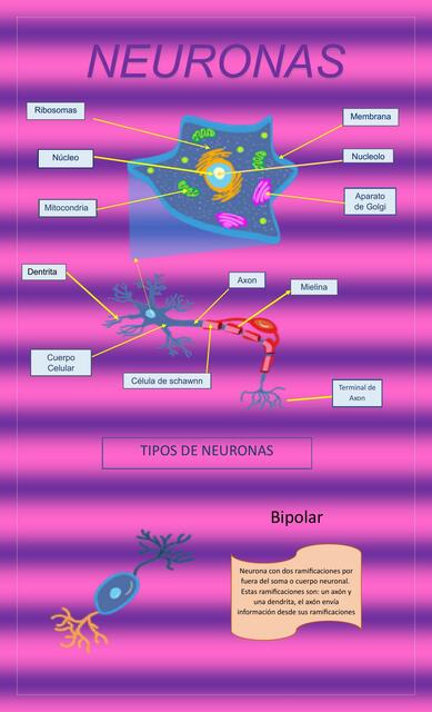 Neuronas 