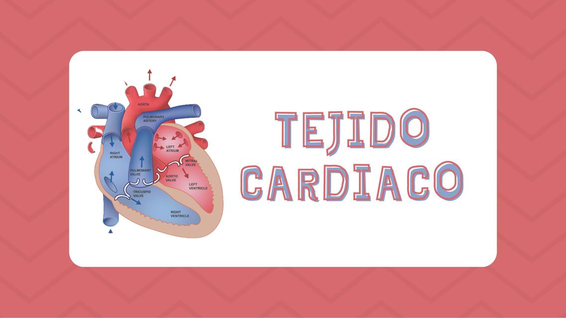 Tejido Cardiaco 