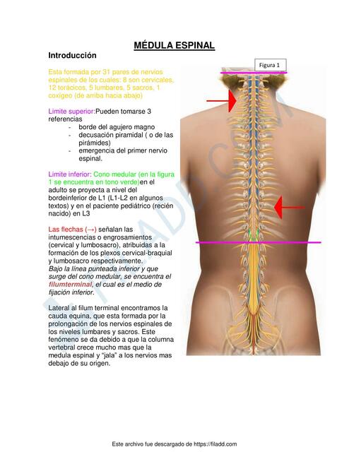 Médula Espinal 