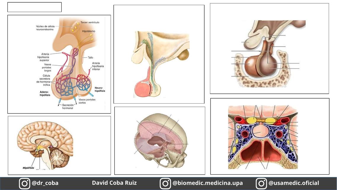 Anatomía 