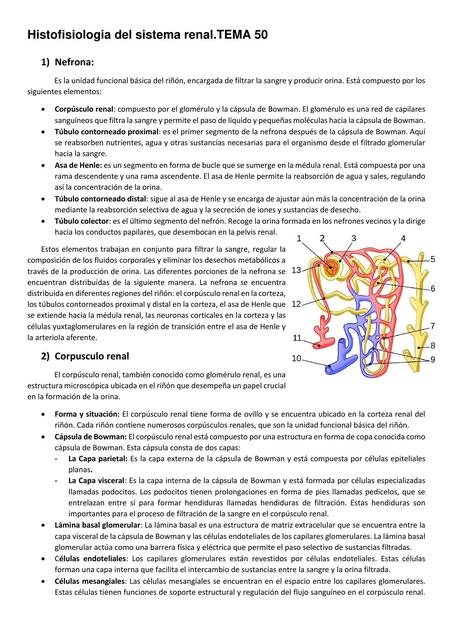 Histofisiología del Sistema Renal