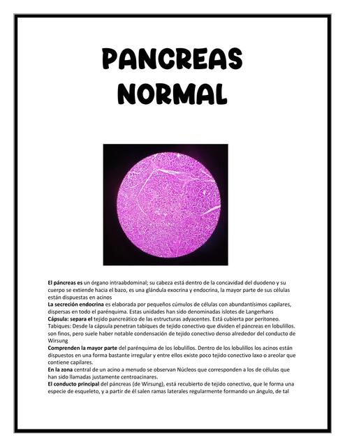 Páncreas Normal 