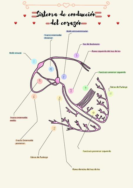 Sistema De Conducción Del Corazón Daniela Valenzuela Udocz
