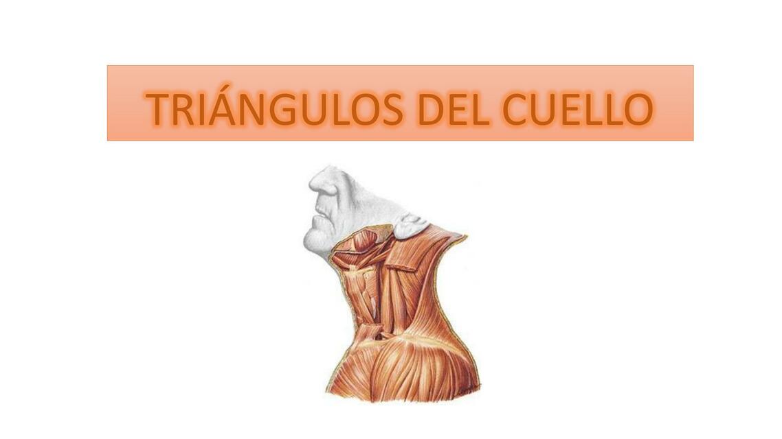 Anatomía Triángulos del cuello