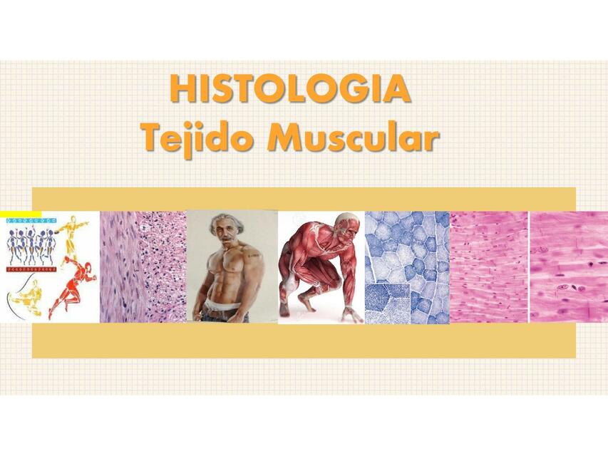 Tejido muscular