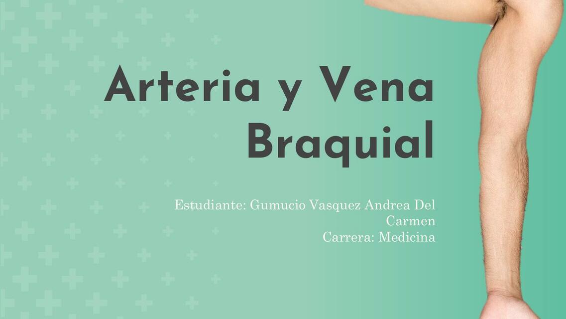 Arteria y Vena Braquial 