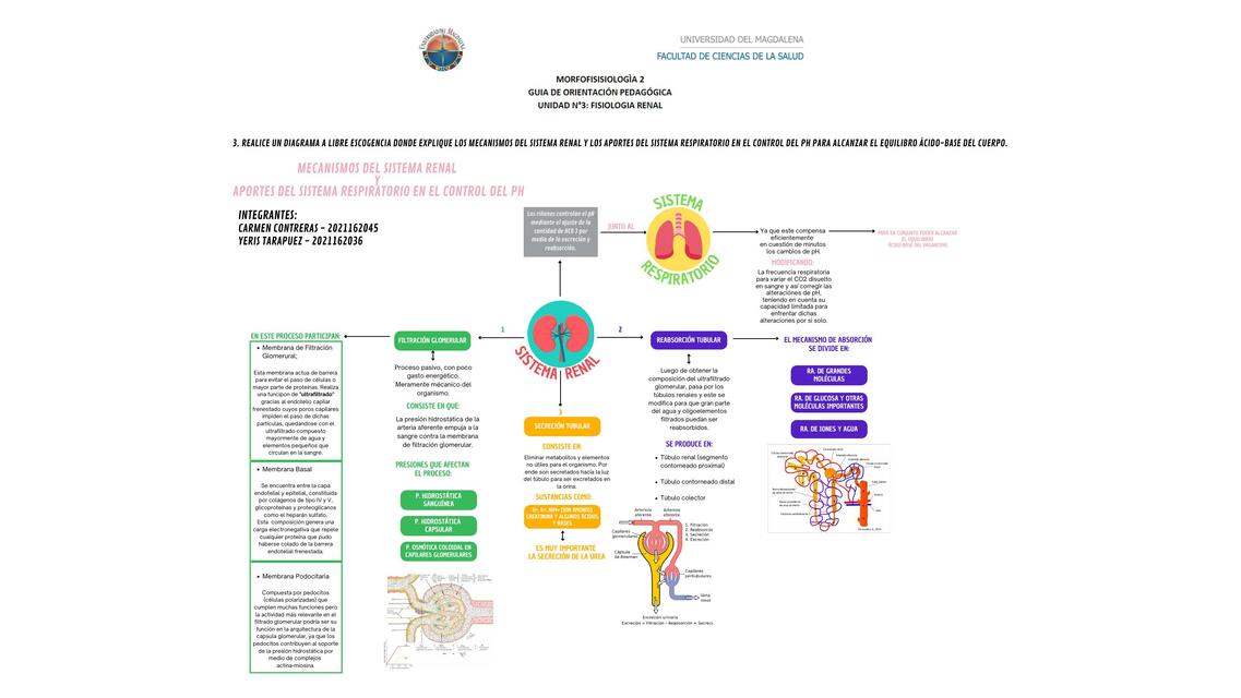 Mecanismos del sistema renal y control del pH