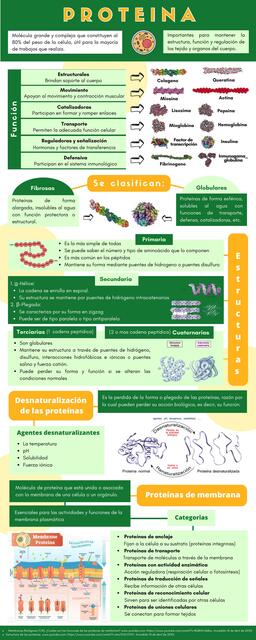 Estructura de la Proteína