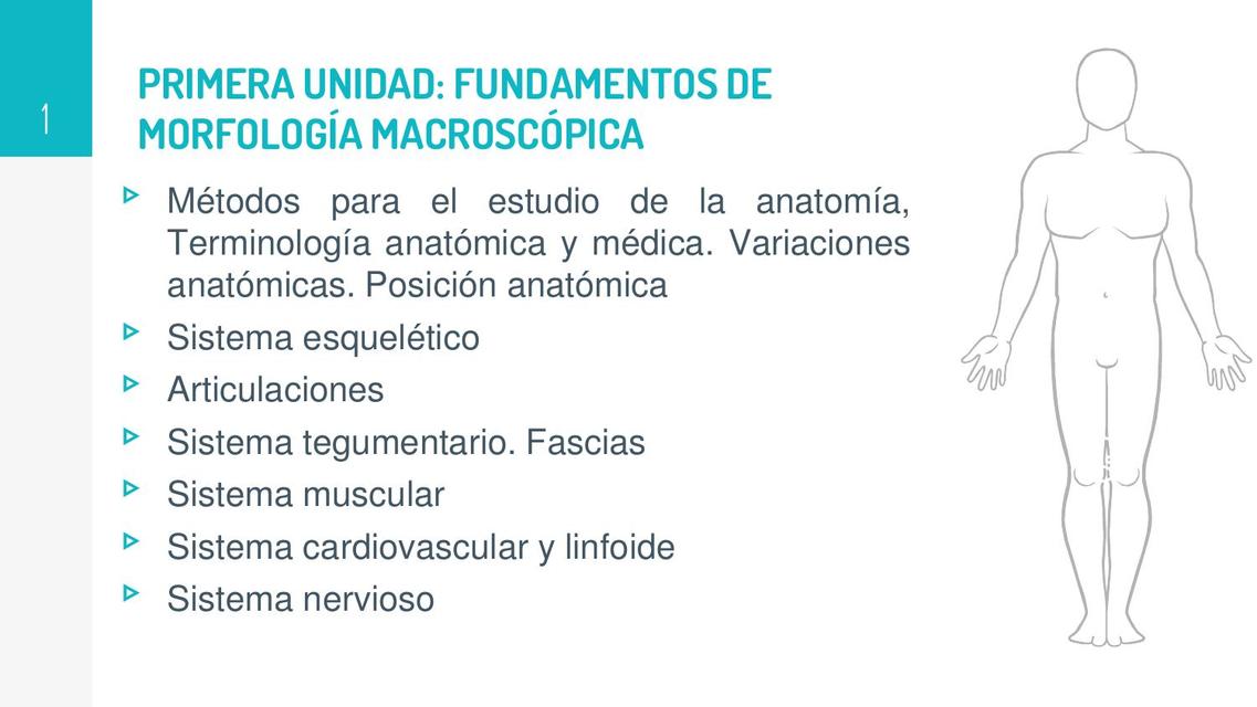 Fundamentos de morfología macroscópica  