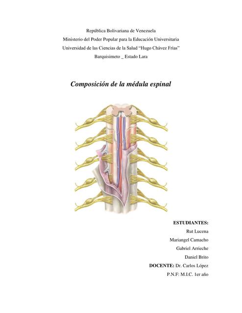 Composición de la médula espinal