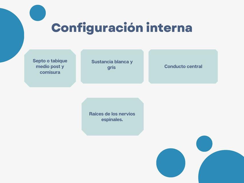 Médula Espinal- Configuración Interna